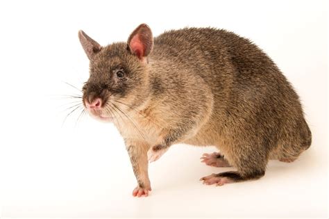 Gambian Giant Pouched Rat (Cricetomys gambianus) - Joel Sartore