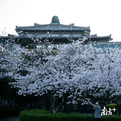 武汉大学樱花初绽 盛花期未至游人已如织-大河网