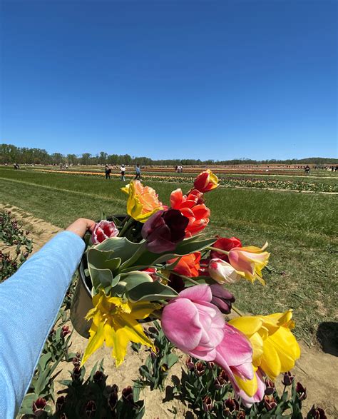 Holland Ridge Farms: Flower Picking & Events Guide