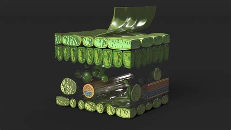 Realistic Leaf Anatomy 3D | 3D Molier International