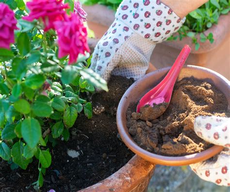 Do roses like coffee grounds? We explore the benefits | Homes and Gardens