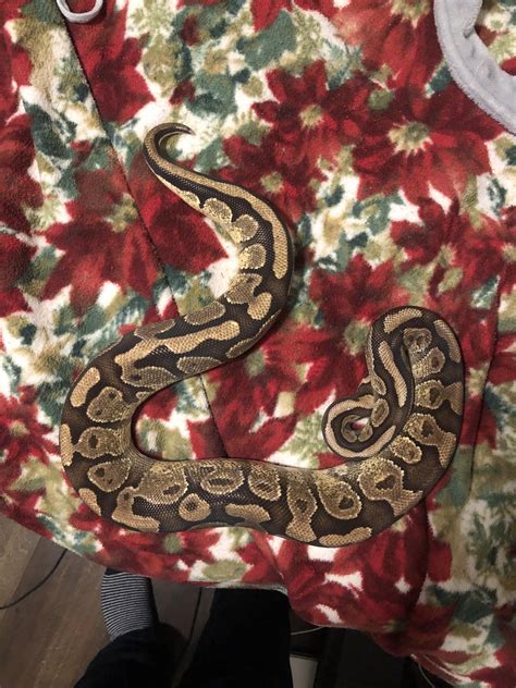 Image result for Ball Python Weights