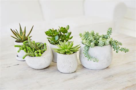 Succulents In Pots Indoors