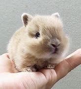 Image result for Cute Funny Bunnies in Spring