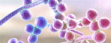 Candida albicans: possible pathogenicity | infections | prevention
