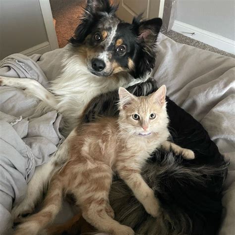 15 pictures of dogs and cats being best friends that ll make your eyes ...