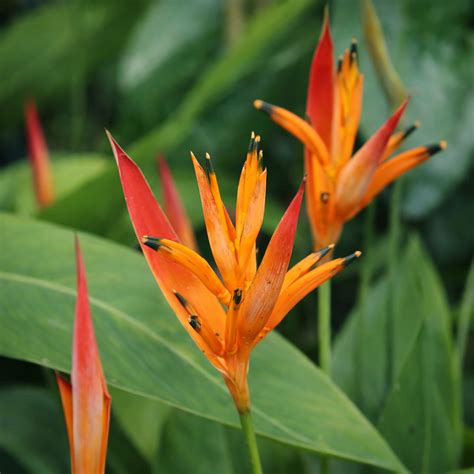 Heliconia Psittacorum 'Choconiana' | Rare Plants – Soiled