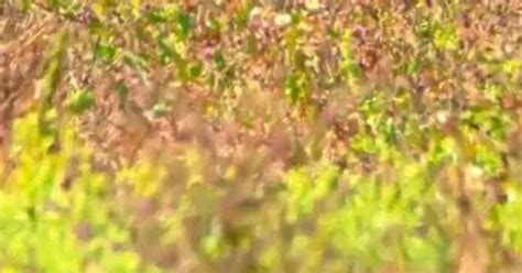 Optical Illusion: Can Bird Watchers Outsmart This Puzzle? Find the Bird ...