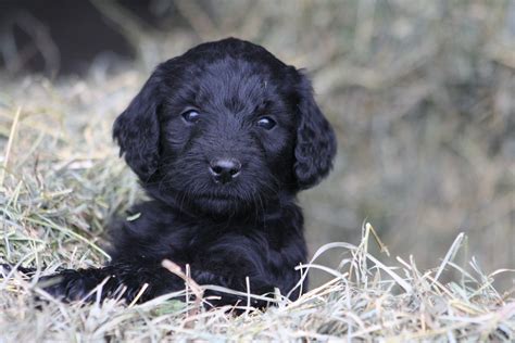 Black Goldendoodle Puppy in Grass