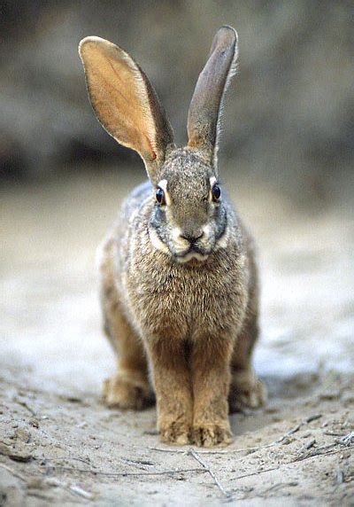Riverine Rabbit Habitat