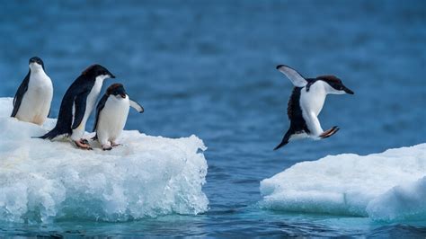 Dive Into Our Antarctica Lesson Collection for All Grades | BBC ...