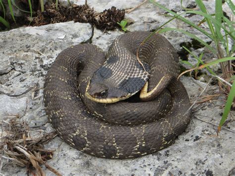 Eastern Hognose Snake (Heterodon platirhinos) - Phenology Project
