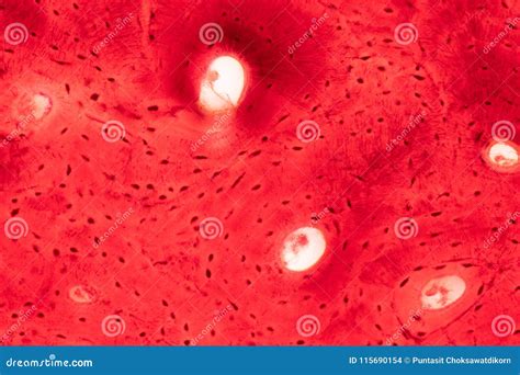 Histology of Human Compact Bone Tissue Under Microscope View for Stock ...
