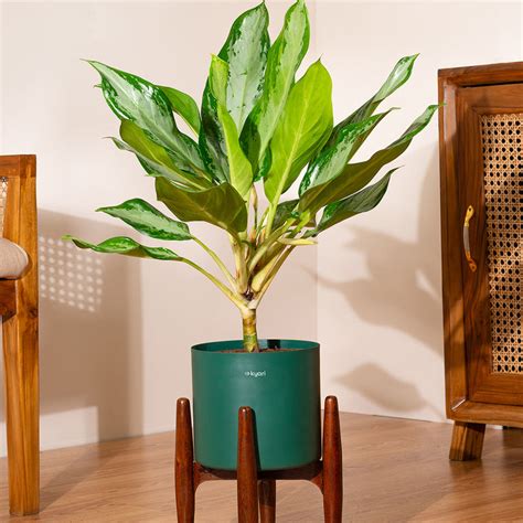 Products – shop.kyari
