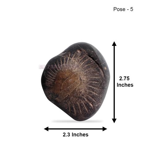 Shree Parshuram Vishnu Shaligram Stone Shila buy online
