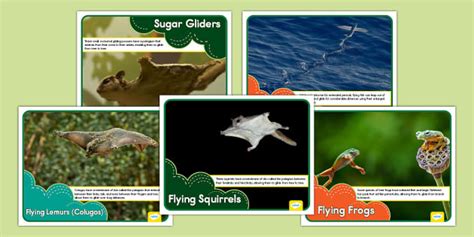 Animals That Travel Through the Air Posters