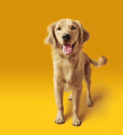 Home-cooked Food vs Pet Food | Pedigree | Pedigree