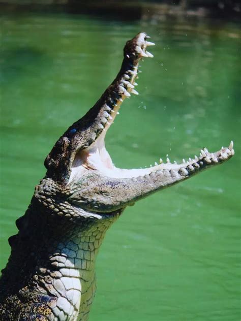 10 rare animals to spot inside UNESCO’s Sundarbans National Park ...