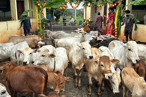 "Discover rare miniature cattle breeds like Micro Mini Cows, Punganur ...