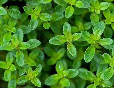 Thyme Leaves Extract Manufacturer & Supplier in India