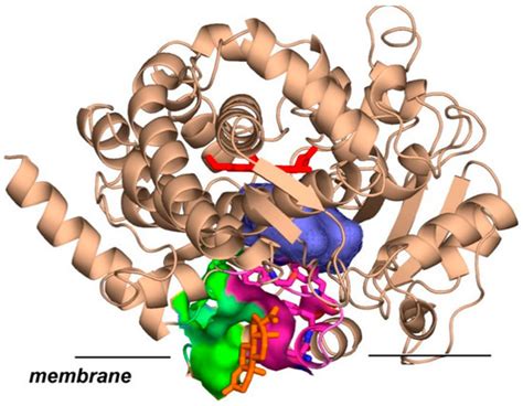 Biomolecules | Special Issue : New Insights into Cytochrome P450s