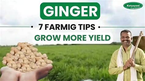 Top 10 Ginger Farming Techniques for a Bumper Harvest