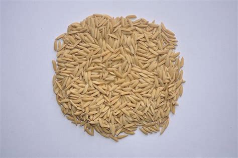 seed centre gallery