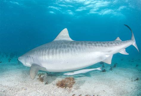 Largest Tiger Shark Ever Recorded - Animals Around The Globe
