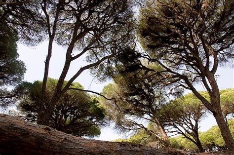 VIOTOPOS DASOUS STROFILIAS (Updated 2026) All You Need to Know BEFORE ...