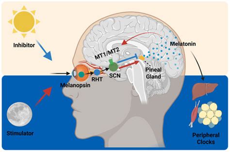 IJMS | Special Issue : The Importance of Molecular Circadian Rhythms in ...