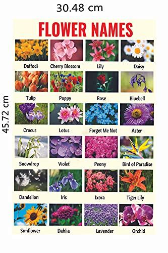 Buy Yellow Alley Flower Names Poster|Educational Poster for Kids|Poster ...