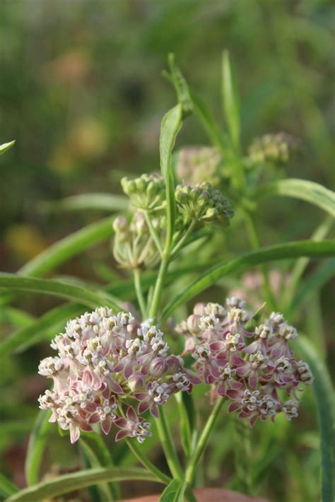Asclepias fascicularis