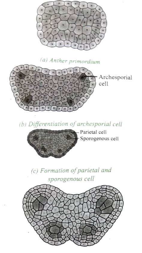 Discuss the steps involved in Microsporogenesis