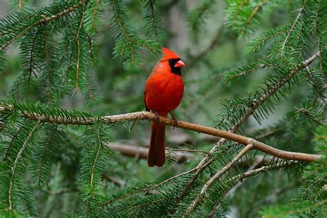 How to attract cardinals to your backyard, according to an expert