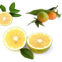 Bergamot Oil | Organic Essential Oils | Absolute & Indian Attar ...