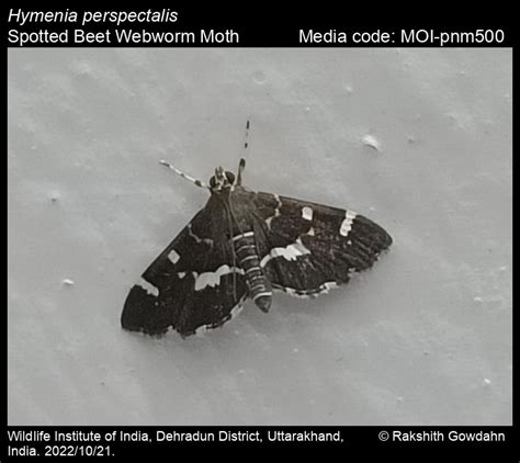 Hymenia perspectalis (Hübner, 1796) - Spotted Beet Webworm Moth | Moths