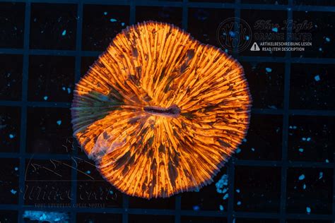 Fungia Purple Spotted (Filter)-LPS12_251214_199