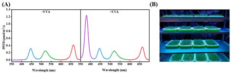 Combination of Selenium and UVA Radiation Affects Growth and ...