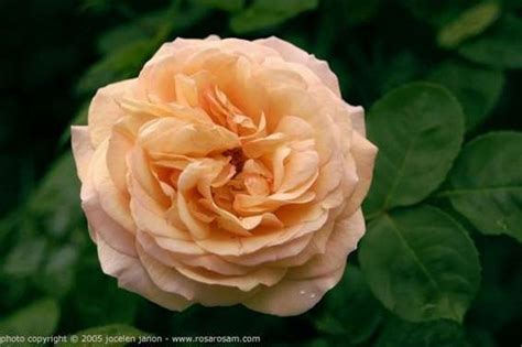 Mental love under the psychic influence, flower significance