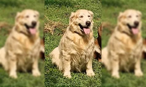 Rest in peace: Vizianagaram police pay tributes to sniffer dog Daina