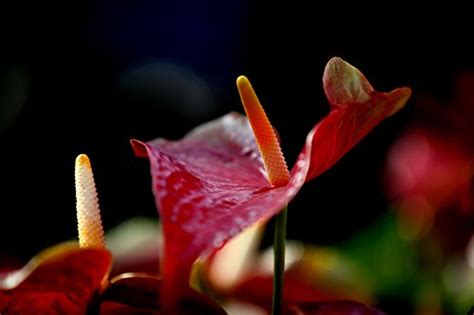 New 80 pcs/bag Anthurium seeds, potted balcony, planting seasons ...