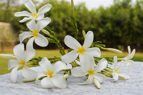10 Hindu Gods and their Favorite Flowers – Ugaoo