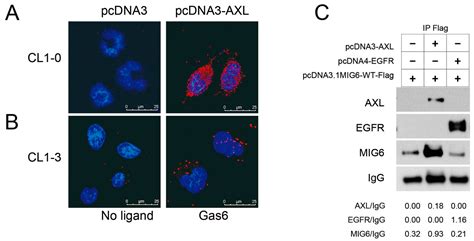 Intervention of AXL in EGFR Signaling via Phosphorylation and ...