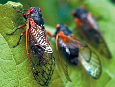 This is why you’ll be hearing a lot about cicadas, Brood X in the next ...