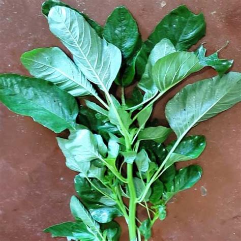 Amaranthus Green Katwa Seeds - Sweet Leaves, High Yield, 30-45 Days