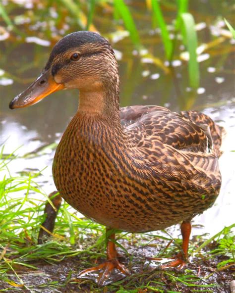 13 Different Types of Ducks (With Examples & Pictures)