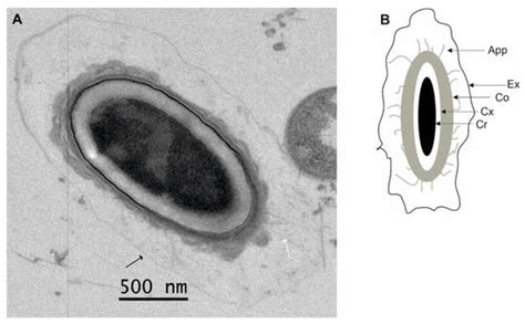 Sporulation Strategies and Potential Role of the Exosporium in Survival ...