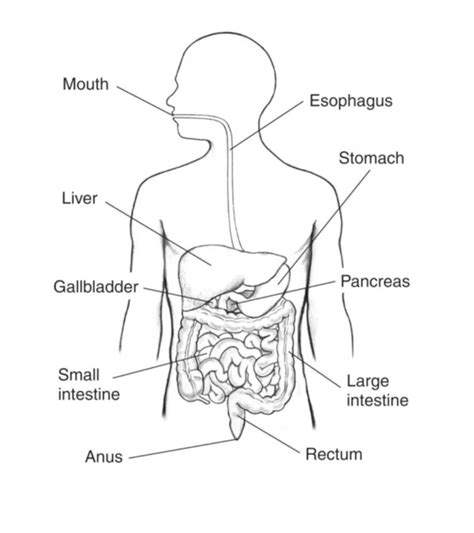 Draw the digestive system and label its parts. Write the function of ...