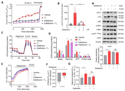 Thyroid Hormone Induces Ca2+-Mediated Mitochondrial Activation in Brown ...