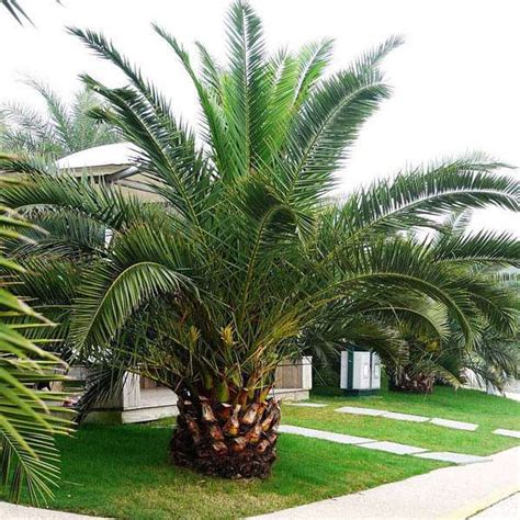 Buy Phoenix Canariensis - 0.5 kg Seeds online from Nurserylive at ...